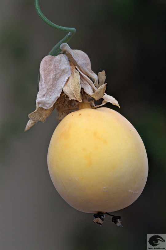  MG 3726r welke Blumen